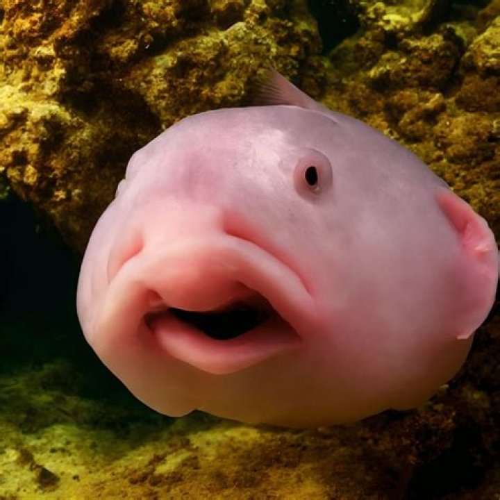 Why is my fish pie runny?