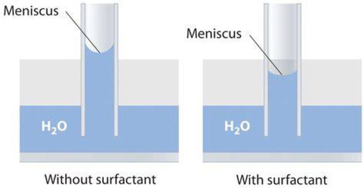 Why is the meniscus important
