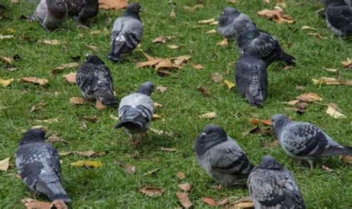 Will antifreeze kill pigeons