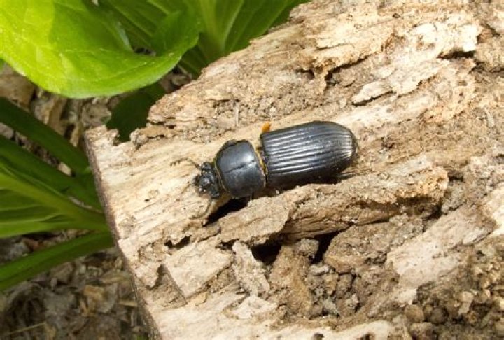 Will beetles kill a tree