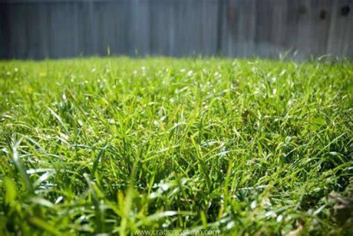 Will Bermuda grass grow in Ohio