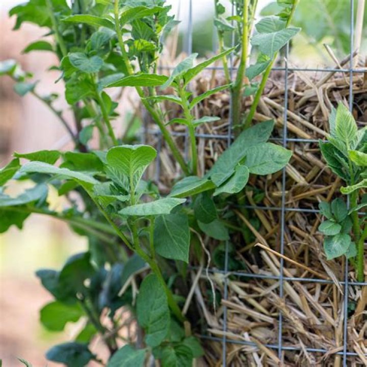 Will potatoes grow in shade?