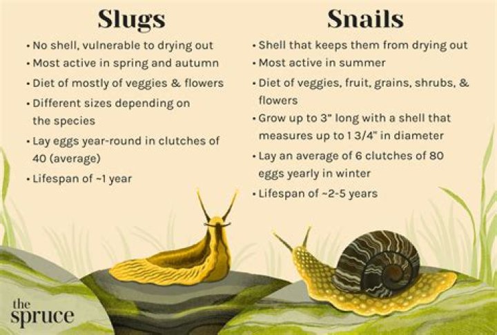 Will slugs kill my potatoes?