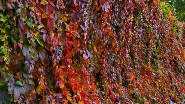 Will Virginia creeper grow down a wall